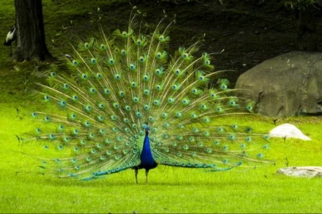 म — सपनों का मतलब और उनका फल