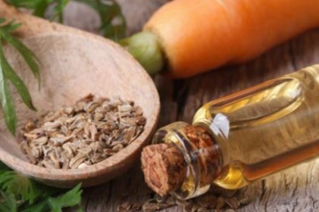 गाजर के बीज का तेल के फायदे और नुकसान