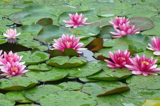 सही समय पर फूलों का इस्तेमाल समस्याओं से दिलाता है निजात