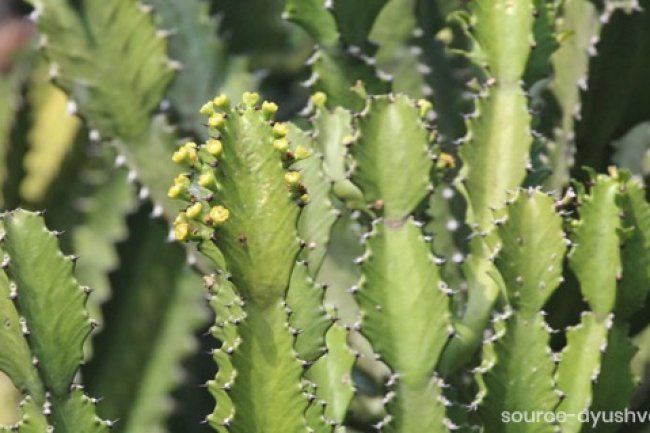 गुणकारी है तिधारा सेंहुड