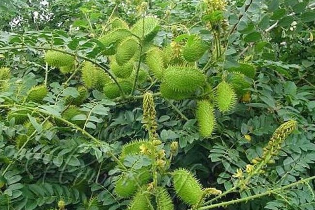 कई रोगों की रामबाण दवा है पूतिकरंज