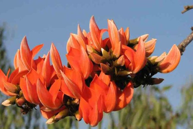 पलाश के फायदे एवं नुकसान