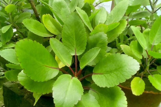 पाषाण भेद के ज़बरदस्त फायदे