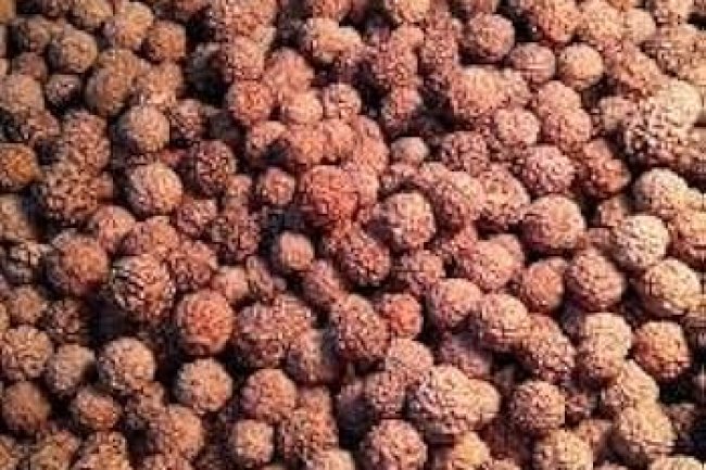 किस रुद्राक्ष को पहनने से कौन सा ग्रह होगा शुभ