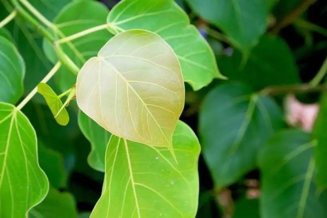 पीपल के पत्ते के 14 फायदे, उपयोग और नुकसान