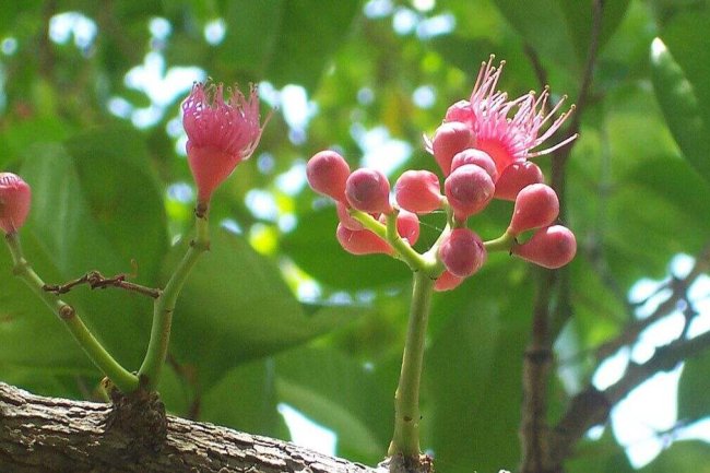 गूलर के फायदे एवं नुकसान
