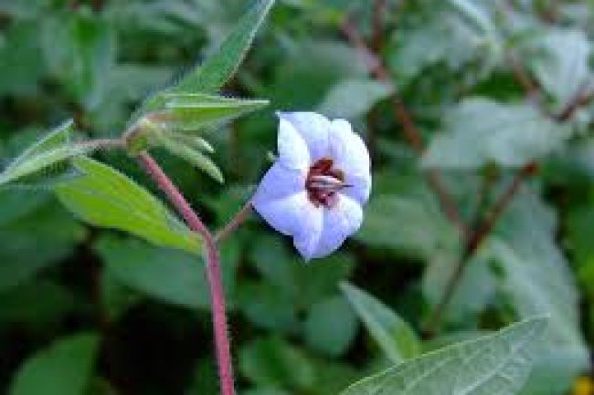 अंधाहूली की पहचान और इसके फायदे