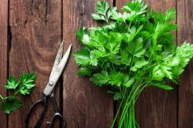 अजमोद (Parsley) के फायदे और नुकसान