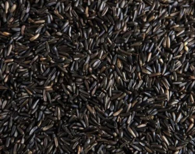 नाइजर बीज (रामतिल बीज) के तेल के फायदे और इसके दुष्प्रभाव